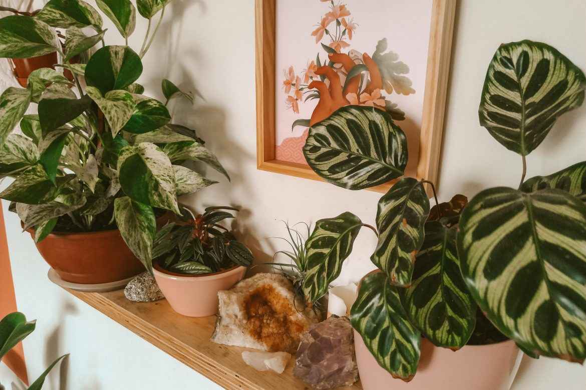 prateleira decorada com plantas e cristais