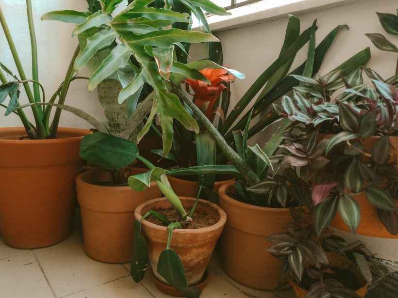 vasos de terracota com plantas variadas