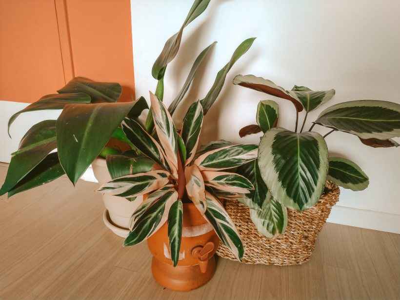 calateias e pacová em filtro de barro e cesto de fibra