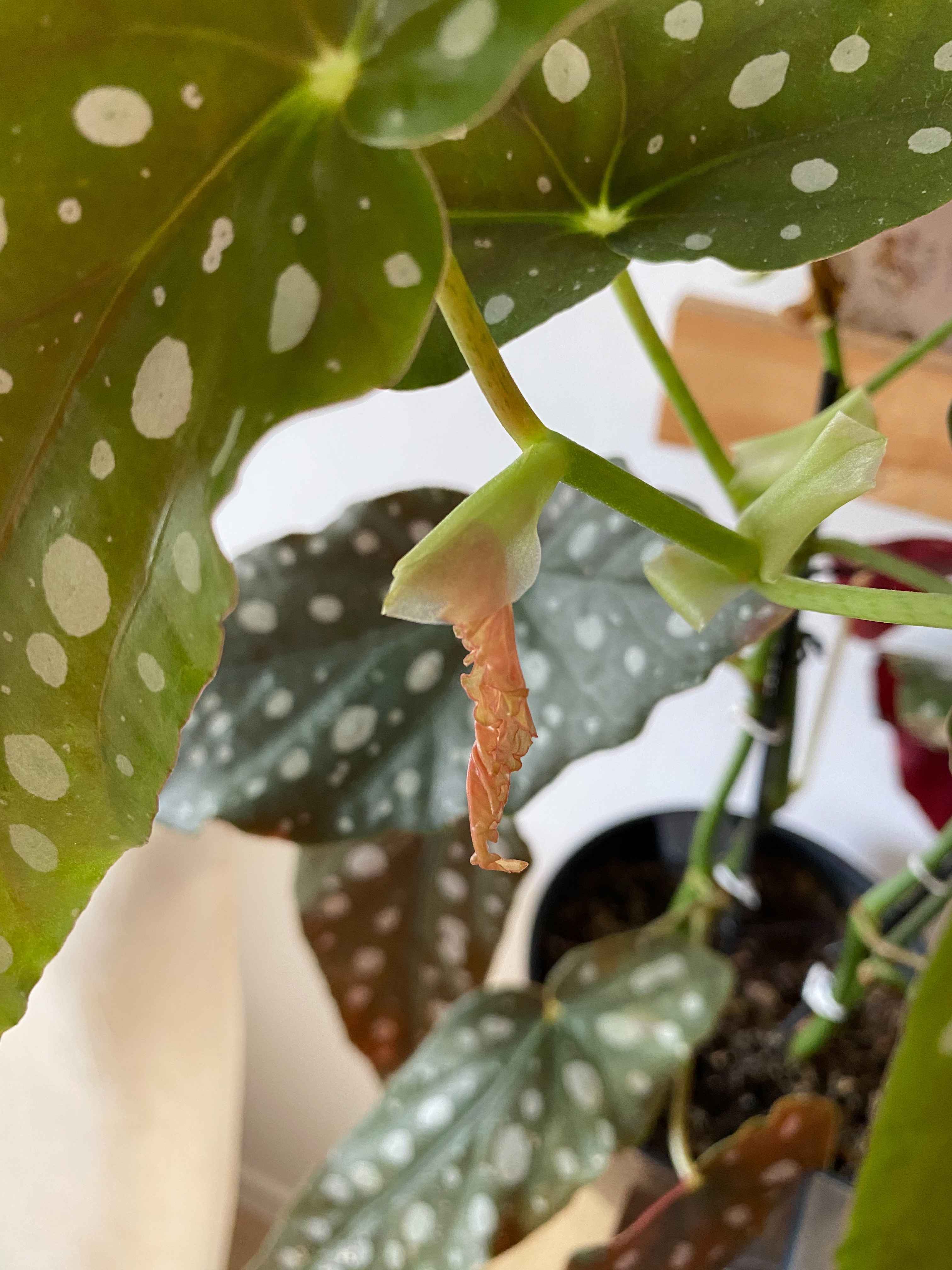 Como cuidar de Begônia maculata - Salateando